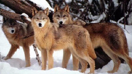 lobos marrones